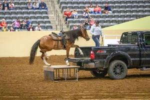 WONDERFUL: Kentucky Extreme Mustang makeover Draws Records Crowds